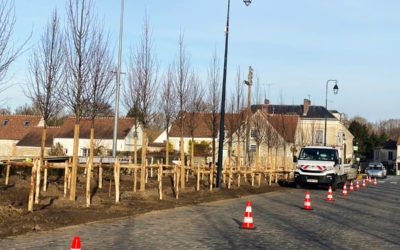 Plantation d’Arbres d’Alignement